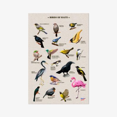 Birds of